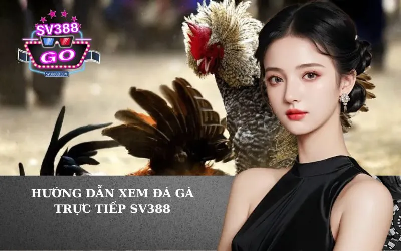 Hướng Dẫn Xem Đá Gà Trực Tiếp SV388