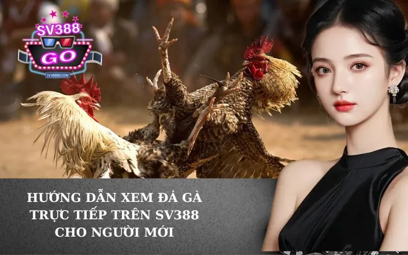 Hướng dẫn xem đá gà trực tiếp trên SV388 cho người mới