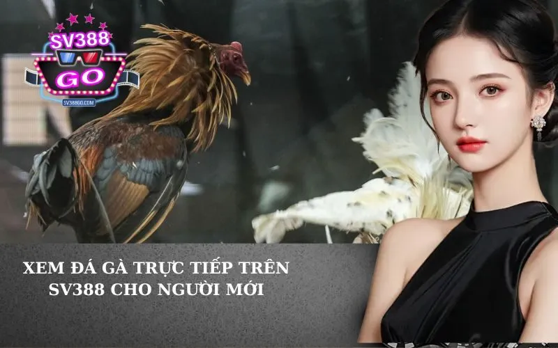 Xem Đá Gà Trực Tiếp Trên SV388 Cho Người Mới